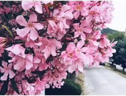 Image result for z p%u0159ednice jedovat 