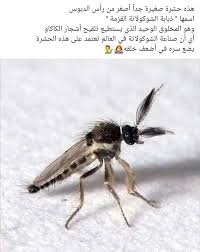 Pin By Ikhlas Al Harthi On ابداع الله In 2021 Animal Lover Animals Skin Care Women