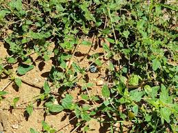 Image result for Boerhavia coccinea