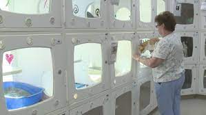 Does the aspca neuter dogs? Stl News County Pet Adoption Center Looking For Volunteers Ksdk Com