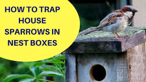 Maybe you would like to learn more about one of these? How To Trap House Sparrows In A Nest Box 2018 Youtube