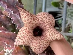 Image result for Huernia hislopii