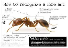 How To Recognize A Fire Ant Bugfest Edition Teaching Teaching Portfolio Fire Ants