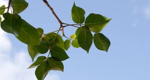 Image result for Burseraceae