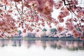 Extended Range Product Code 41977013 Wallpaper Mural Wallsauce Uk Springtime Photos Cherry Blossom Tree Blossom Trees