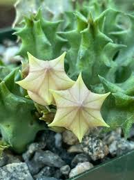 Image result for Huernia verekeri