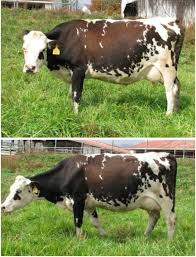 Amazing Grace Dairy October 2012 Cows For Sale Sold Cows For Sale Cow Dairy Cows