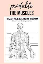 Studying The Human Body Get To Know Your Body Inside And Out With This Free Printable Muscle Diagram Muscle Diagram Human Anatomy And Physiology Fun Anatomy