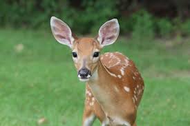 Maybe you would like to learn more about one of these? 10 Proven Tips To Keep Deer Out Of Your Garden Down To Earth Homesteaders