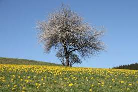 Check spelling or type a new query. Fruhlingsbilder Teil 9 Schicken Sie Uns Ihre Leserfotos