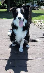 Black And White Border Collie Mix Border Collie Information And Pictures Border Collies Collie Dog Border Collie Dog Border Collie Puppies