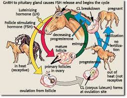 pin on horse health