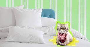 If your cat has diarrhea, clean up as much as you can with paper towels, then clean with detergent and water. Is Your Cat Peeing On Your Bed Here S How To Fix It Dodowell The Dodo