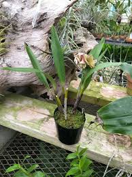 Image result for Polystachya galeata