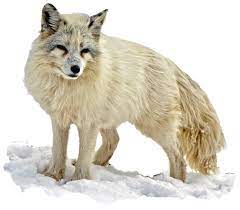 Arctic Snow Fox Png Image Arctic Fox Fox Images Arctic