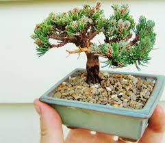 How to grow your own bonsai trees from seed? Mame Pine Bonsai Bonsai