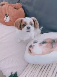190610 Mickey Ah Video Bts Dogs Bts Playlist Bts Funny