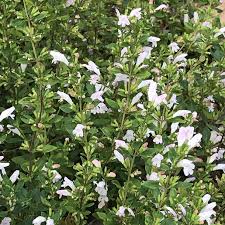 Image result for Clinopodium