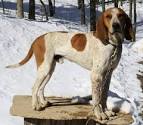 Redbone Coonhound Dog Breed Information