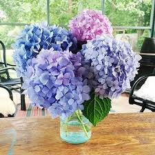 Image result for Hydrangea