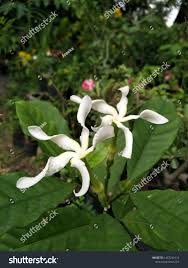 Image result for Tabernaemontana pachysiphon