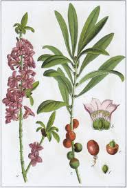 Image result for Daphne mezereum