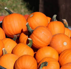 ❤ need buy or sell pumpkin seeds in kenya? Wee Be Little Pumpkin Plants For Sale Free Shipping