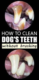 It's really important that you brush your teeth regularly. Did You Know That 80 Of Dogs Have Dental Disease By Age 3 Perhaps You Have Smelled Some Pretty Bad Breath Or Seen In 2020 Dog Teeth Cleaning Dog Teeth Teeth Cleaning