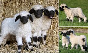 The valais blacknose sheep originate in the valais region of switzerland. Newborn Valais Blacknose Lambs Dubbed The World S Cutest Sheep Are Worth 10 000 Each Daily Mail Online