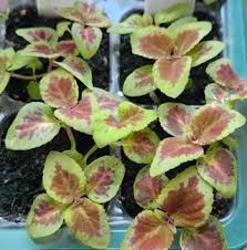 Image result for Mesanthemum glabrum