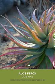 Check spelling or type a new query. Aloe Ferox Cape Aloe Succulents And Sunshine Potted Aloe Vera Plant Succulents Aloe Vera Plant Indoor