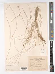 Image result for Actinoschoenus