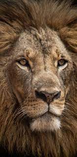 About Wild Animals Majestic Lion Animals Wild Animals Beautiful Lion