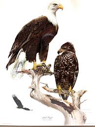 Authentic Don Whitlatch Bald and Golden Eagle