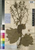 Image result for Neoboutonia