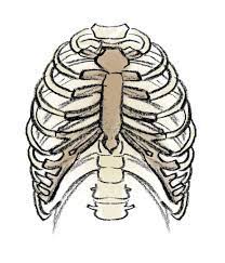 The main organs inder the ribs are the lungs, liver, spleen and partially in the back the kidneys Rib Cage Fascinating Facts About Body Parts The Star
