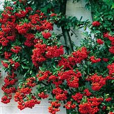 Image result for Pyracantha coccinea soleil d'or