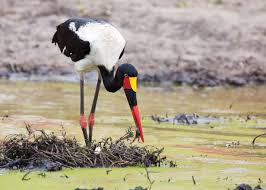 15 Facts About Africa S Saddle Billed Stork Ephippiorhynchus Senegalensis Stork Places To See Uganda Travel