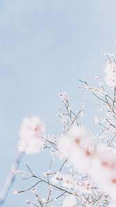 Pastel tulips flowers pastel aesthetic cover photos fruit pink photo inspiration. Pastel Blue Flower Wallpapers Top Free Pastel Blue Flower Backgrounds Wallpaperaccess