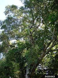 Image result for Syzygium cumini