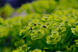 Image result for Euphorbia