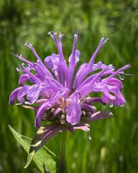 Image result for Jasminum streptopus