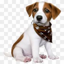 Click the jack russell terrier coloring pages to view printable version or color it online. Cute Dogs Jack Russell Puppy Png Transparent Png 505x699 842521 Pngfind