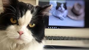 Los mejores memes de los audios filtrados de florentino: Dia Internacional Del Gato Porque Triunfan Tanto En Internet