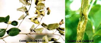 It is a fungus that attacks small branches and kills them. Plantation Crops Springerlink
