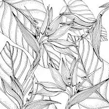 Fish colouring sheets for kids. Doodle Floral Tropical Background In Vector With Doodles Black Royalty Free Cliparts Vectors And Stock Illustration Image 126529756