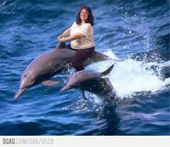 Ride The Dolphins Dolphins Animals Cute Animals