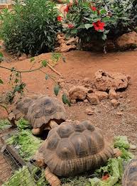 D'étude et protection des tortues l'association soptom quartier des plaines 83590 gonfaron. Le Village Des Tortues A Carnoules Recreanice