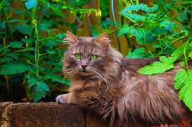 Check spelling or type a new query. Pin By Han Rach On Warrior Cats Cat Jigsaw Puzzle Beautiful Cat Pet Birds