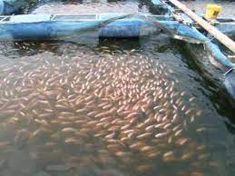 You can easily get the quality fish seeds or baby fishes from the nearest fish farmer or from fisheries department. Red Tilapia Fish Farming In Malaysia Www Stac Com My Tilapia Fish Farming Fish Farming Tilapia
